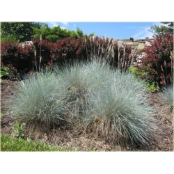 trawa Kostrzewa ametystowa Tr18